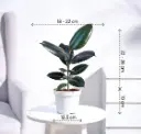 Rubber Plant 2.webp