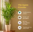 Areca Palm Plant i.webp