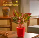 Aglaonema Red Plant 2.webp