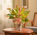 Aglaonema Red Plant 1.webp