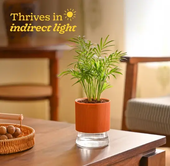 Bamboo Palm Plant.webp