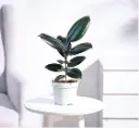 Rubber Plant 1.webp