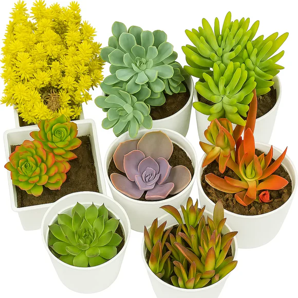 Succulent Combo Pack