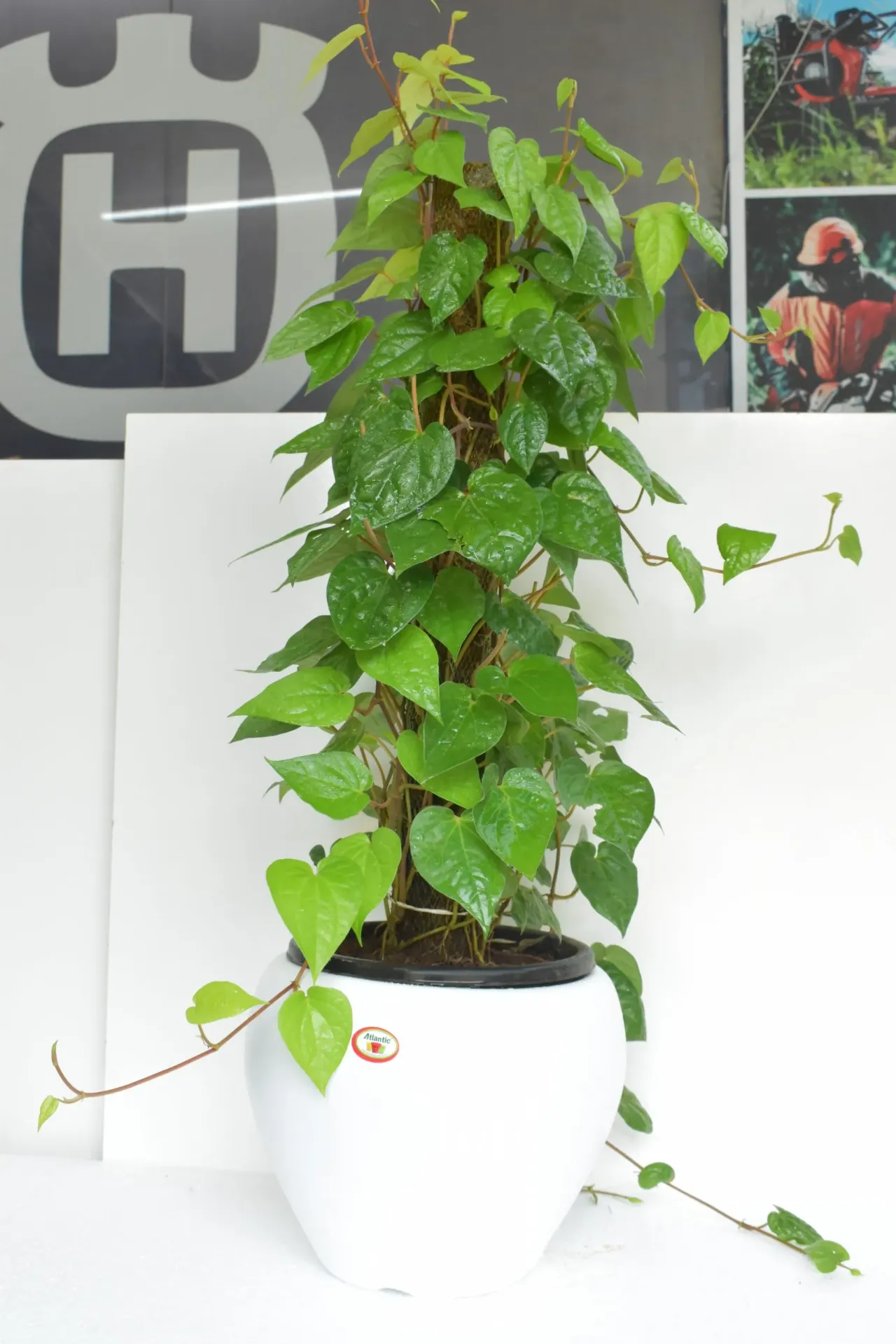 Money Plant (Golden Pothos)