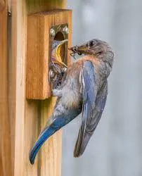 Modern Plywood Nesting Box (with predator guards)