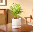Bamboo Palm Plant