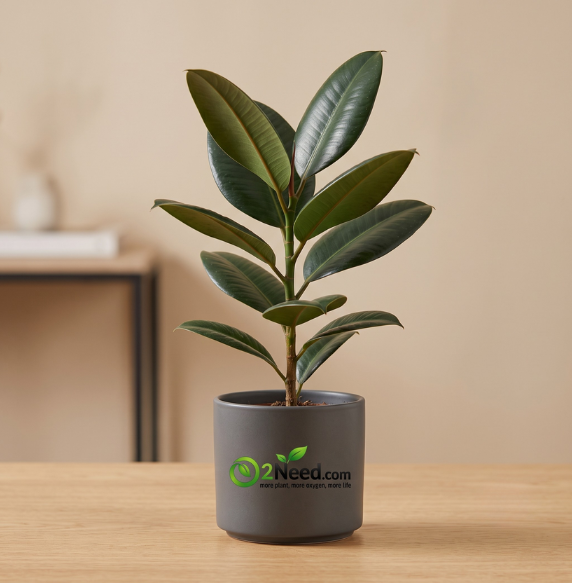 Rubber Plant