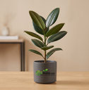 Rubber Plant