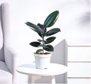 Rubber Plant