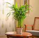 Areca Palm Plant