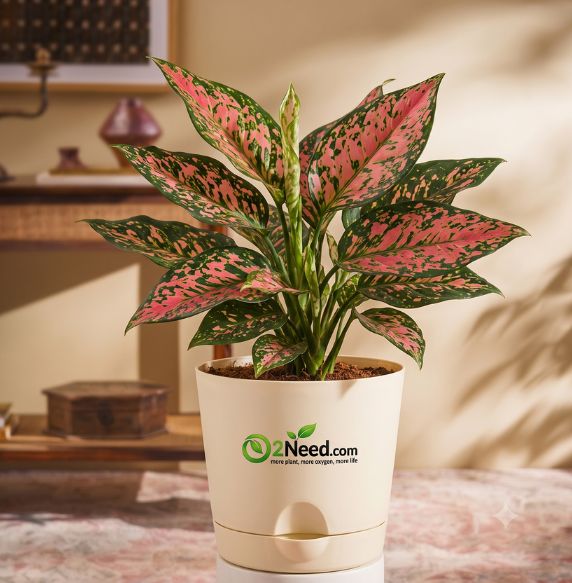 Aglaonema Red Plant
