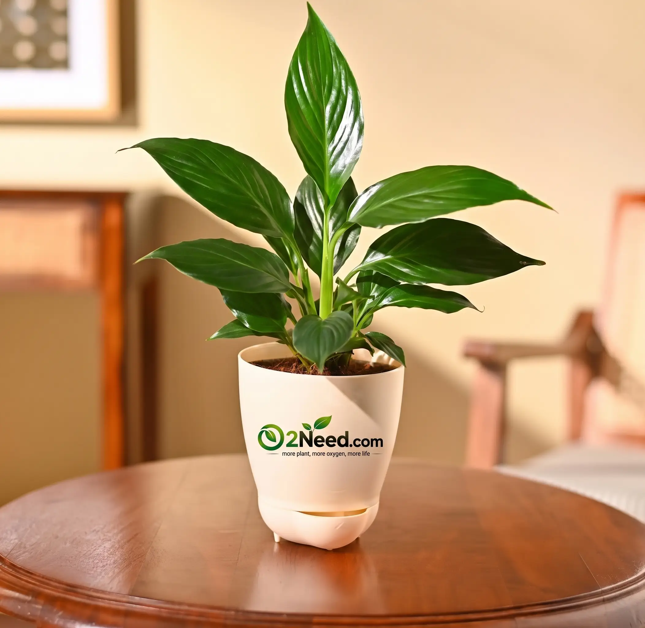 Peace Lily Plant