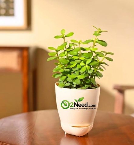 Jade Mini Plant