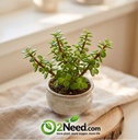 Jade Mini Plant
