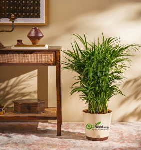 Areca Palm Plant XL