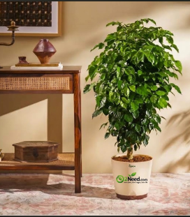 The China Doll Plant - XL