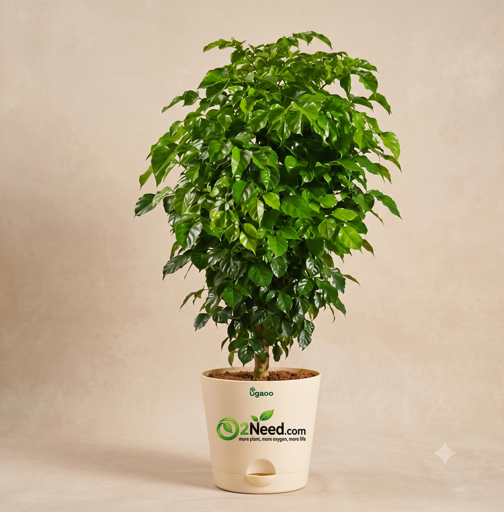 The China Doll Plant - XL