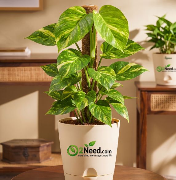 Money Plant Golden