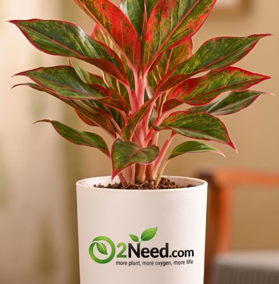 Aglaonema Pink Beauty Plant - Medium