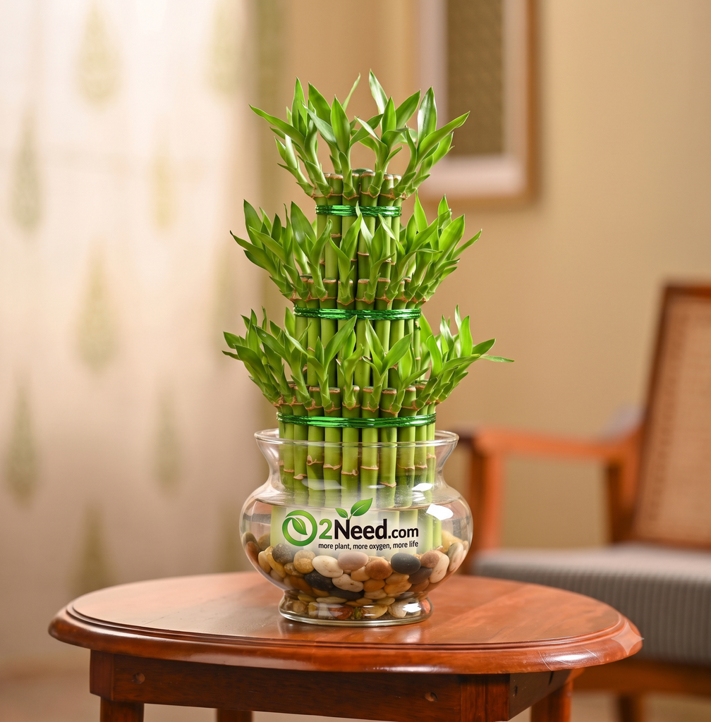 Lucky Bamboo Plant - 3 Layer