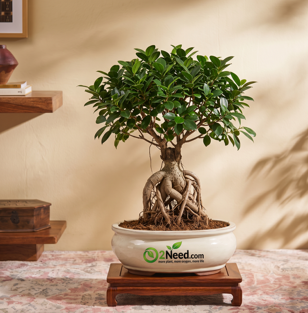 Ficus Bonsai Plant