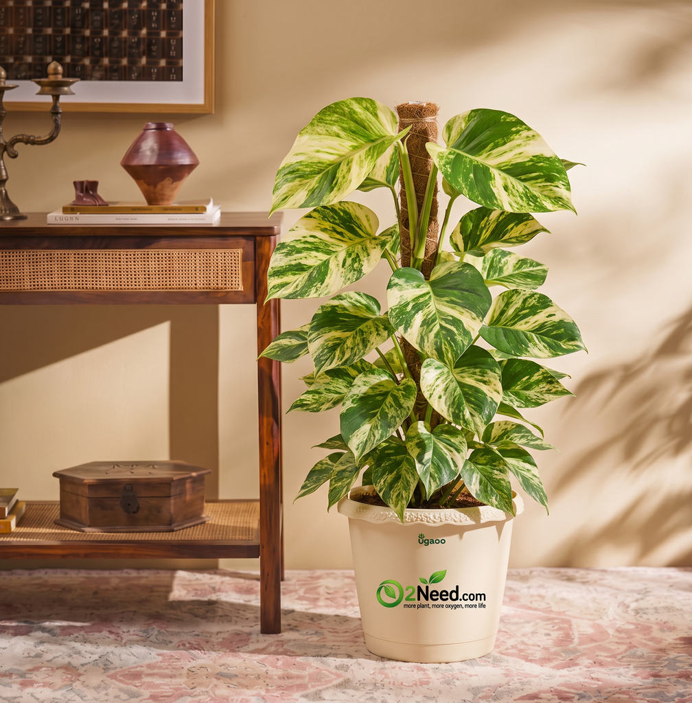 Money Plant Variegated