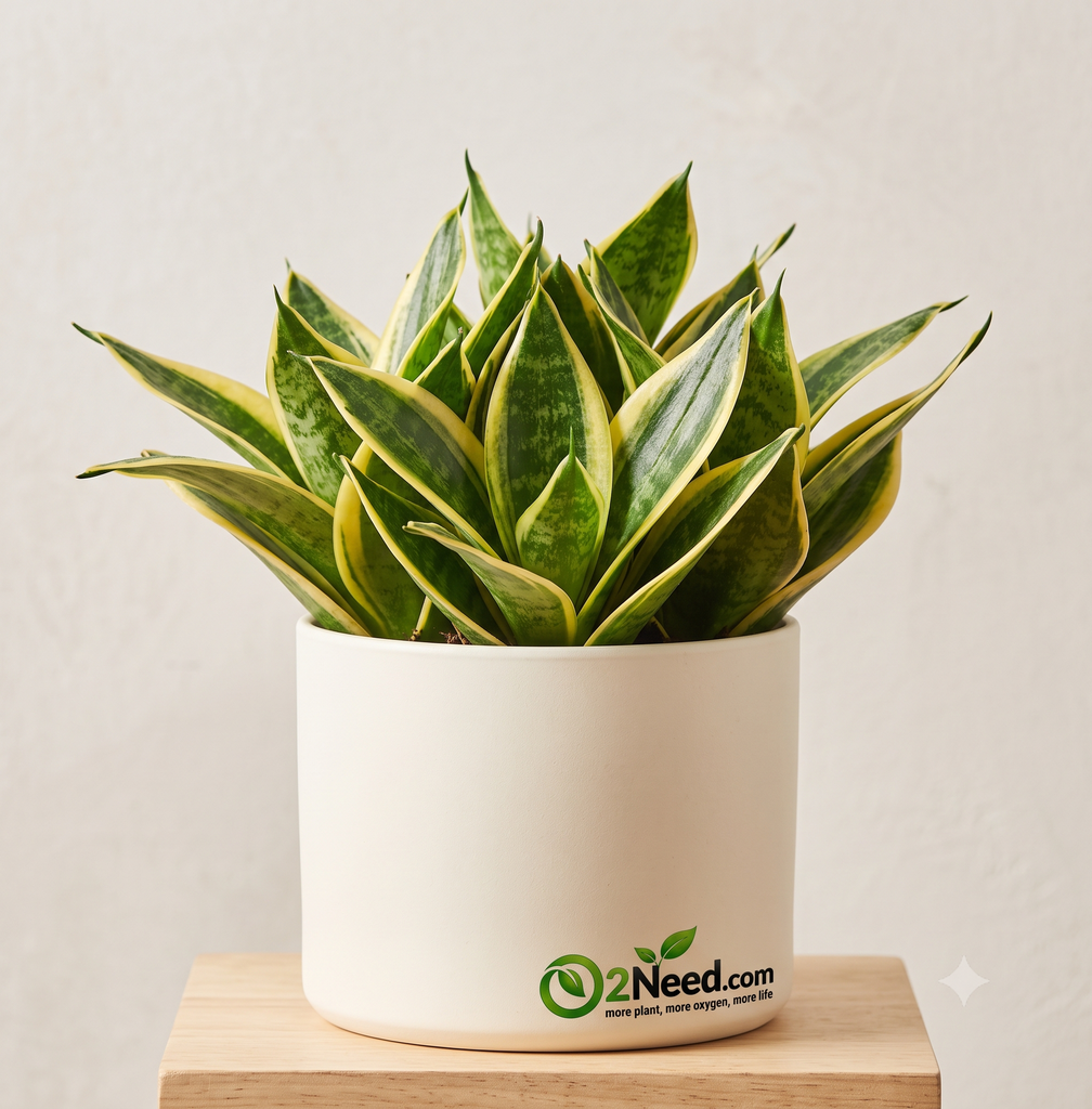 Snake Plant - Golden Hahnii