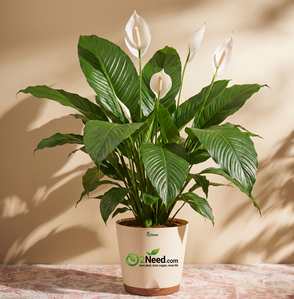 Peace Lily Large (Spathiphyllum Sensation)