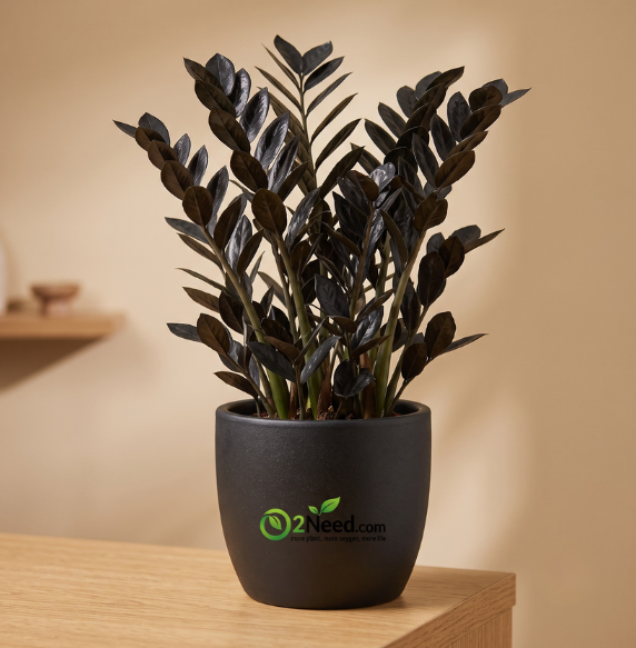 ZZ Black Plant - XL