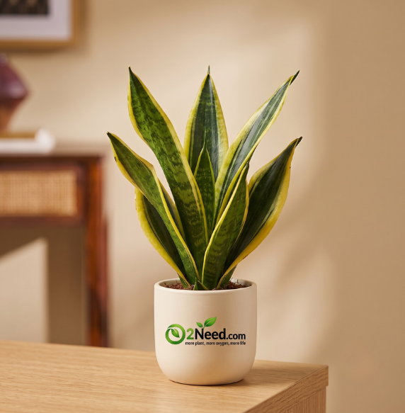 Snake Plant - Futura Superba