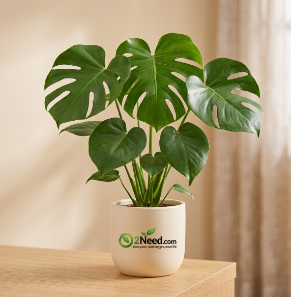 Monstera Deliciosa Plant