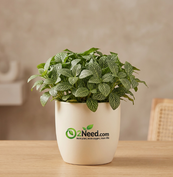 Fittonia Green Plant (Nerve Plant)