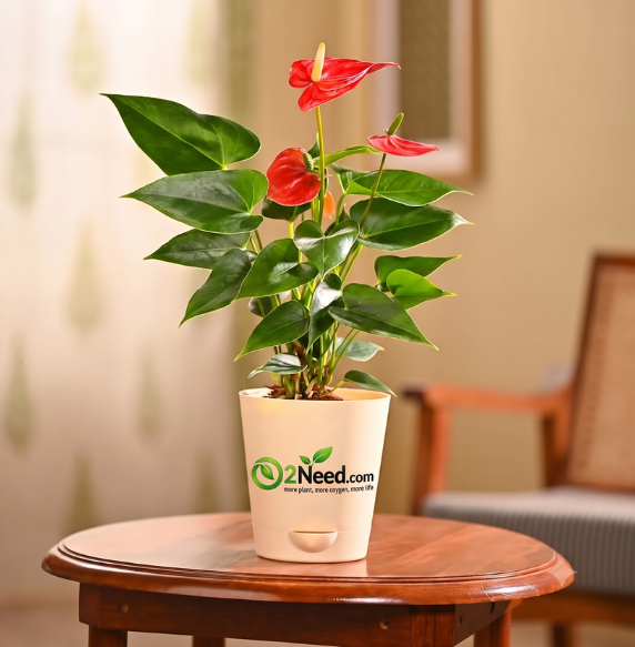 Anthurium Red Plant
