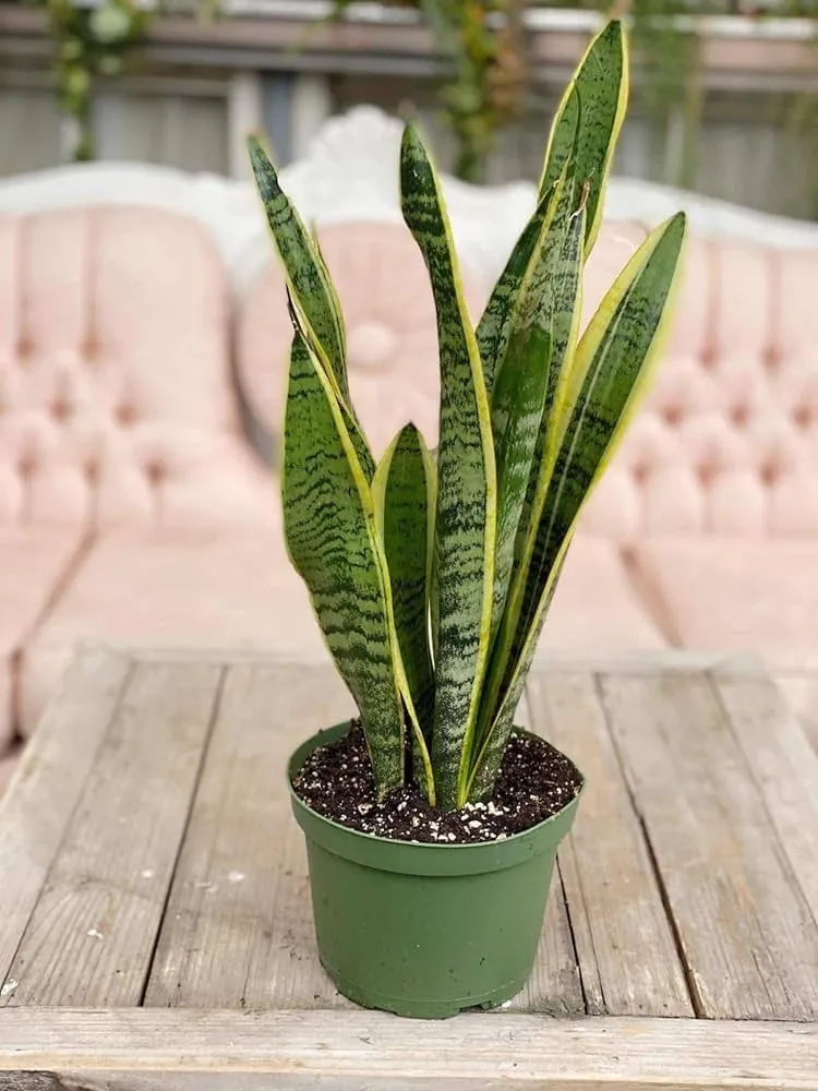 Snake Plant (Sansevieria)